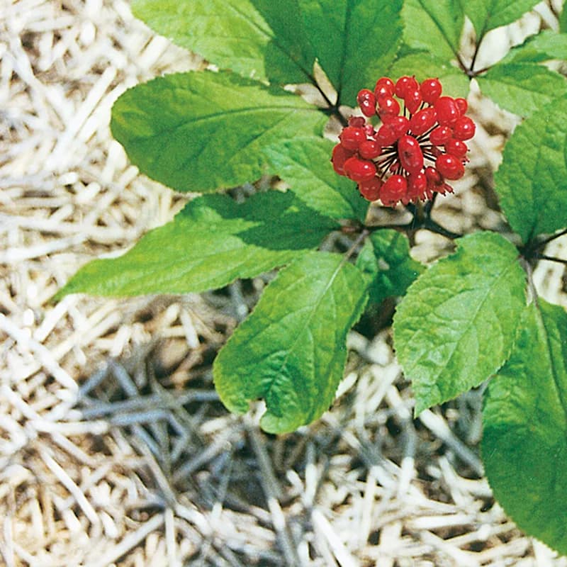 Ginseng Root