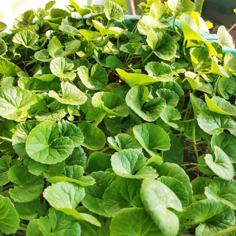 Gotu Kola