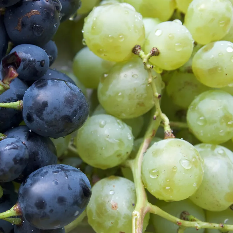 Grape Seed