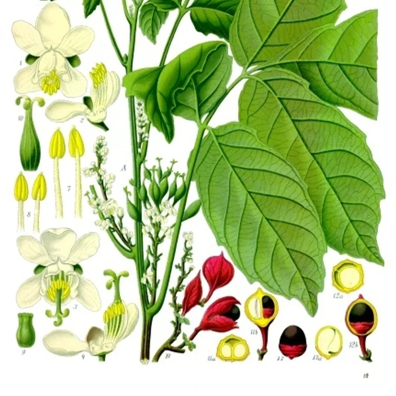 Guarana Seed