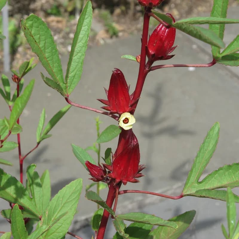 Hibiscus Flower