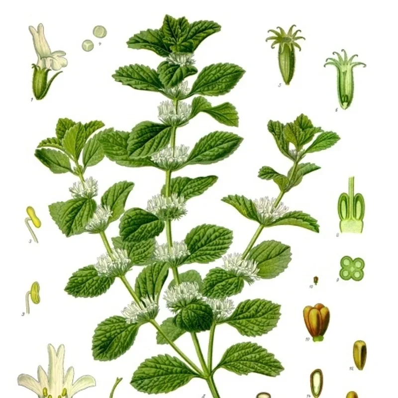 Horehound Herb