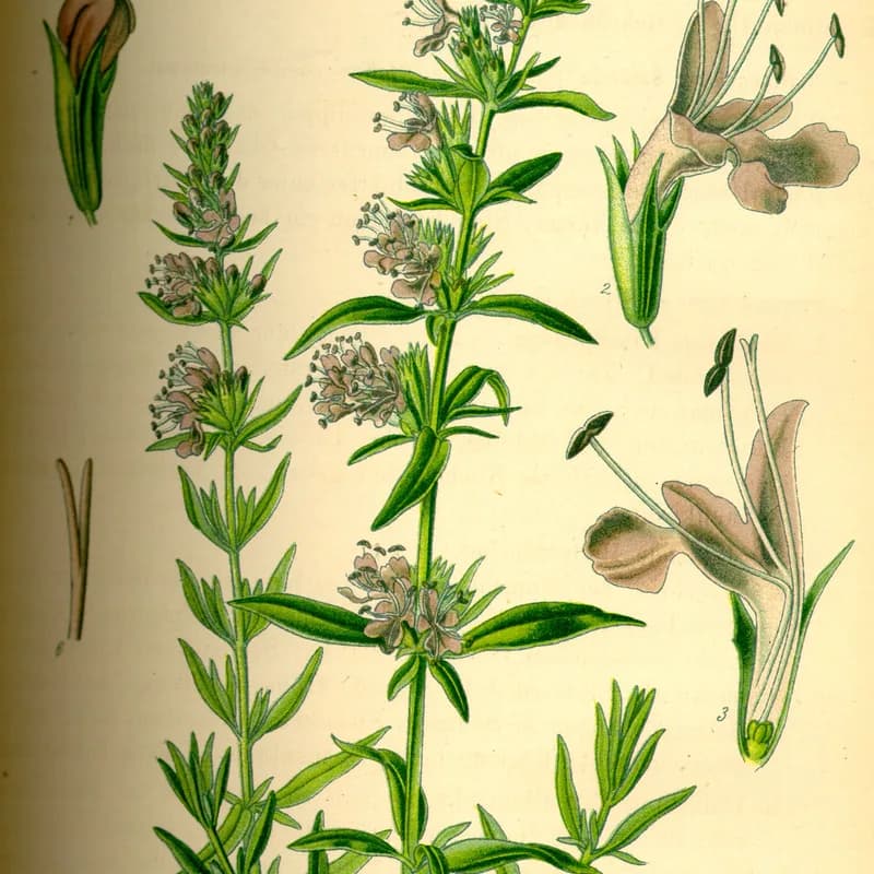 Hyssop Herb