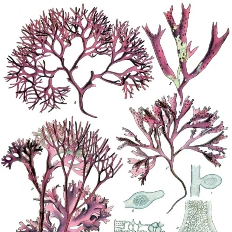 Irish Sea Moss