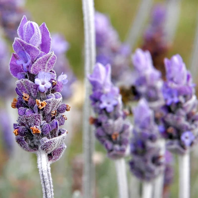 Lavender Flower