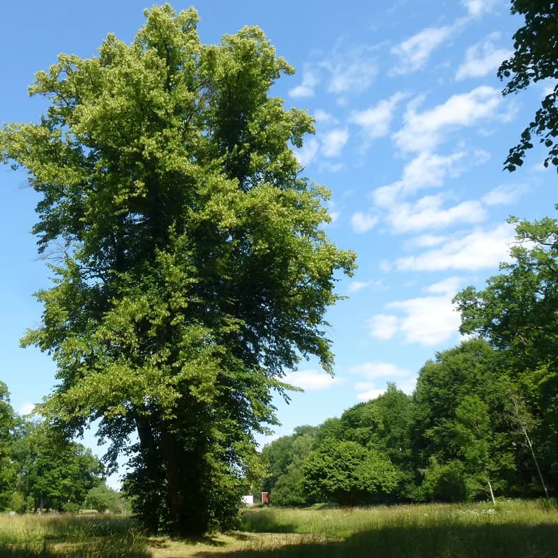 Linden Flower