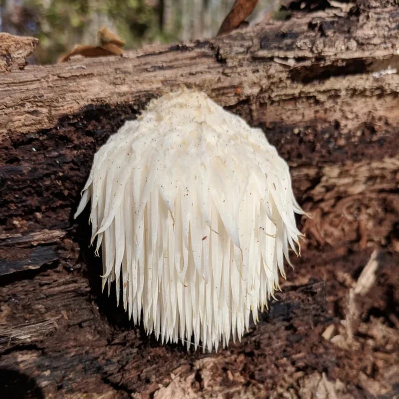 Lion's Mane Mushroom
