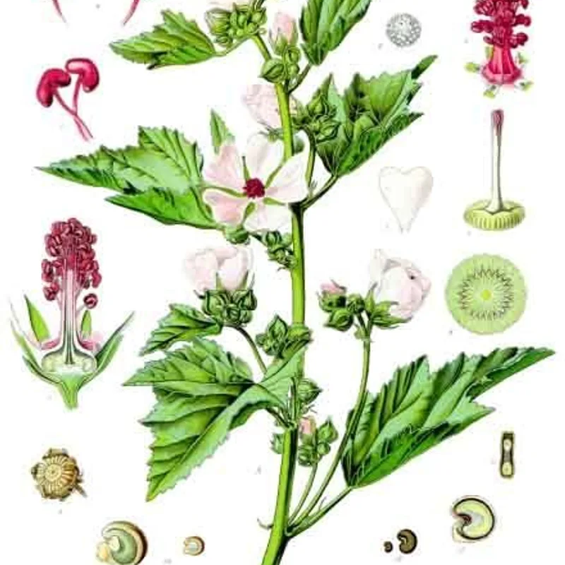 Marshmallow Root