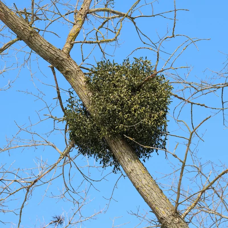 Mistletoe Herb