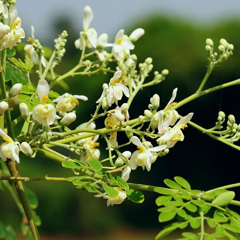Moringa Leaf