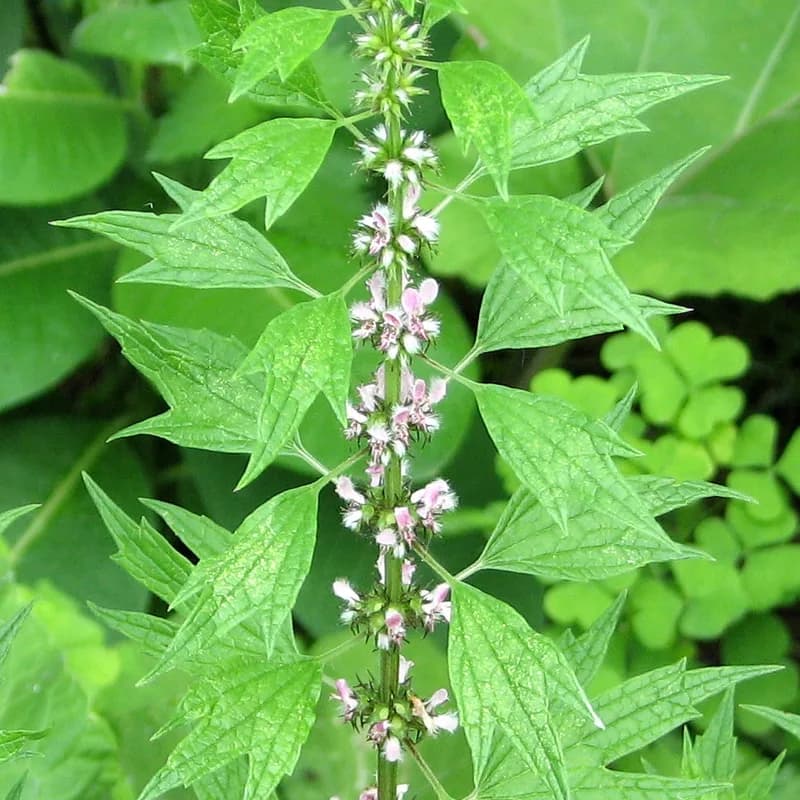 Motherwort Herb