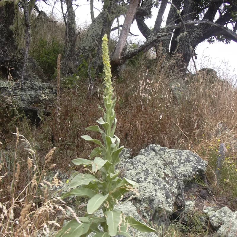 Mullein Leaf