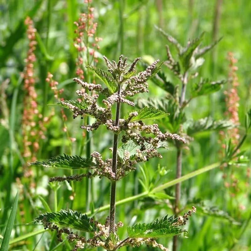 Nettle Leaf