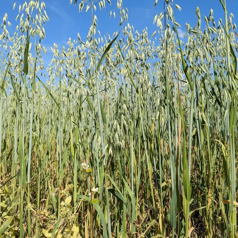 Oat Straw