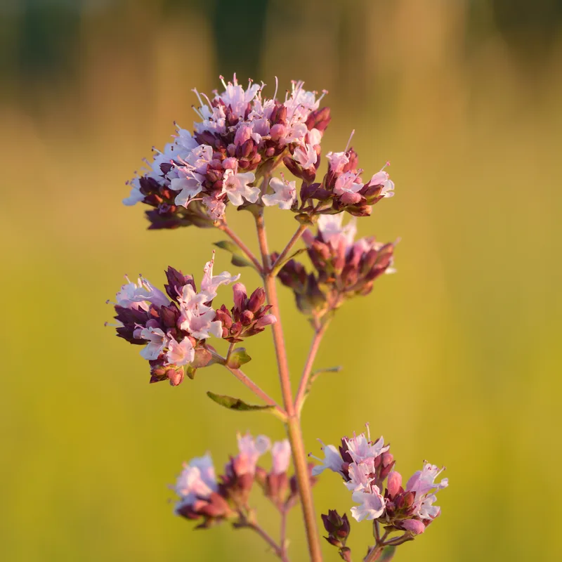 Oregano Leaf