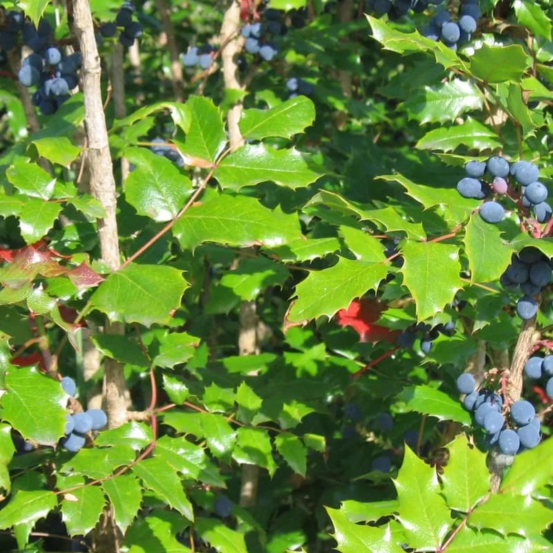 Oregon Grape Root
