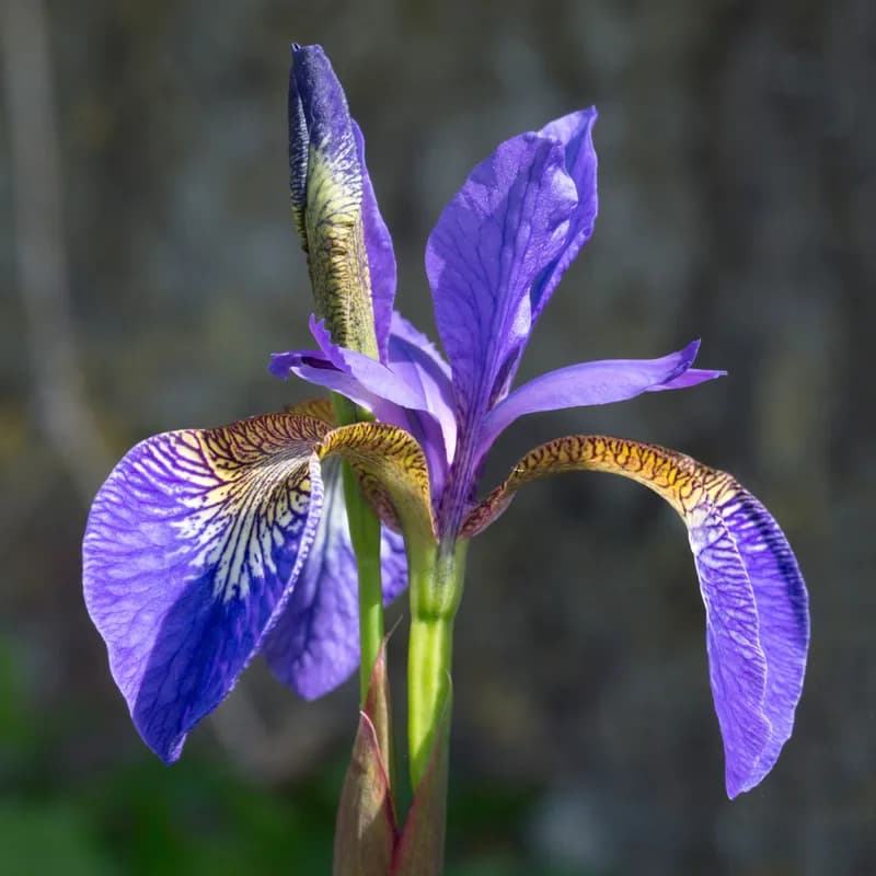 Orris Root