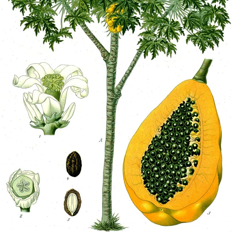 Papaya Leaf