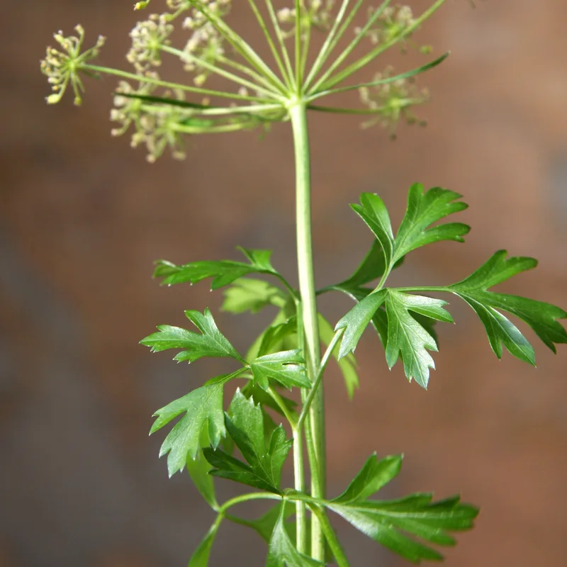 Parsley Root