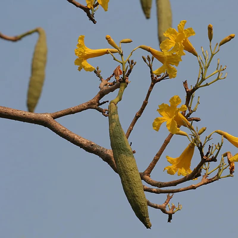 Pau D'Arco Bark