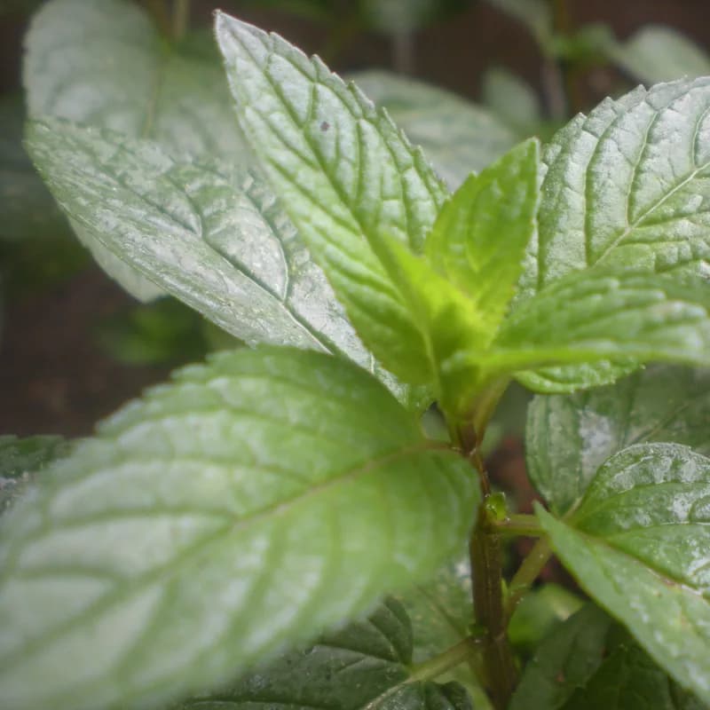 Peppermint Leaf