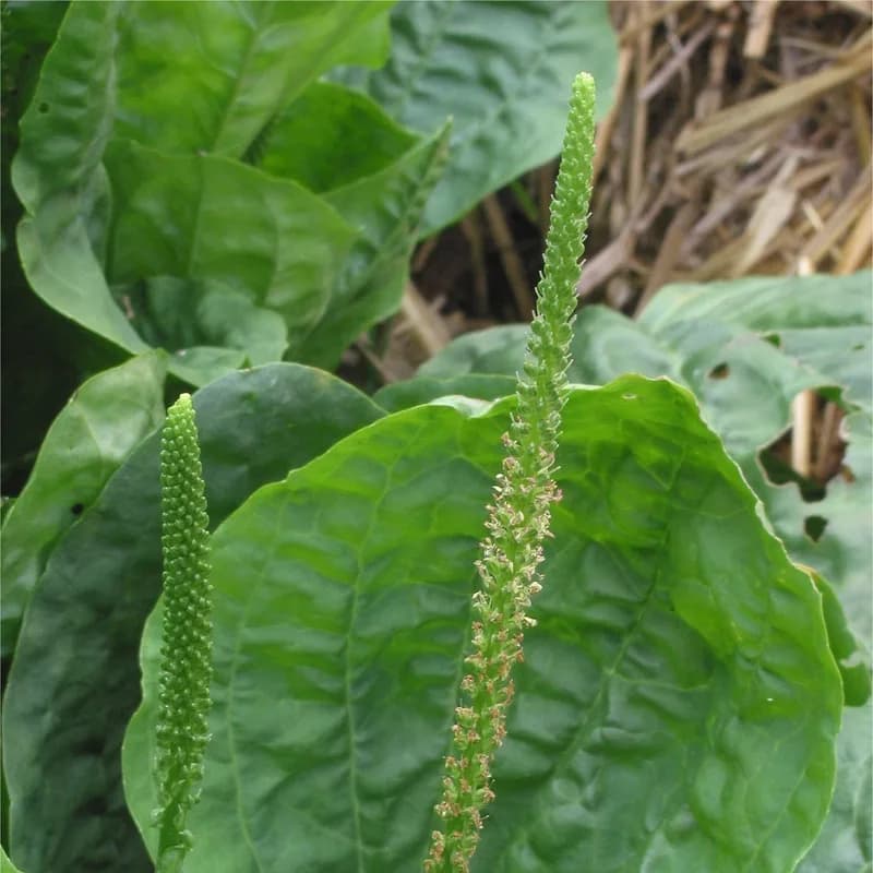 Plantain Leaf