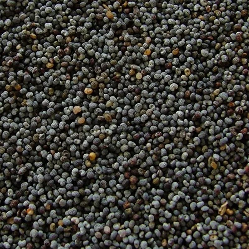 Poppy Seed