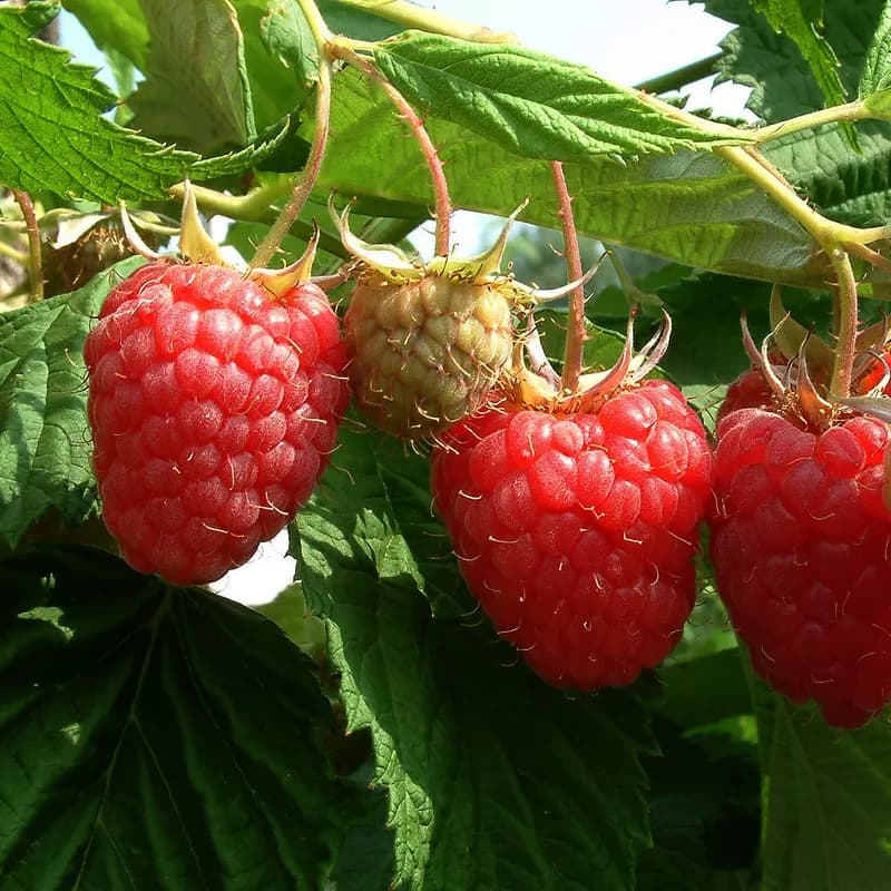 Raspberry Leaf