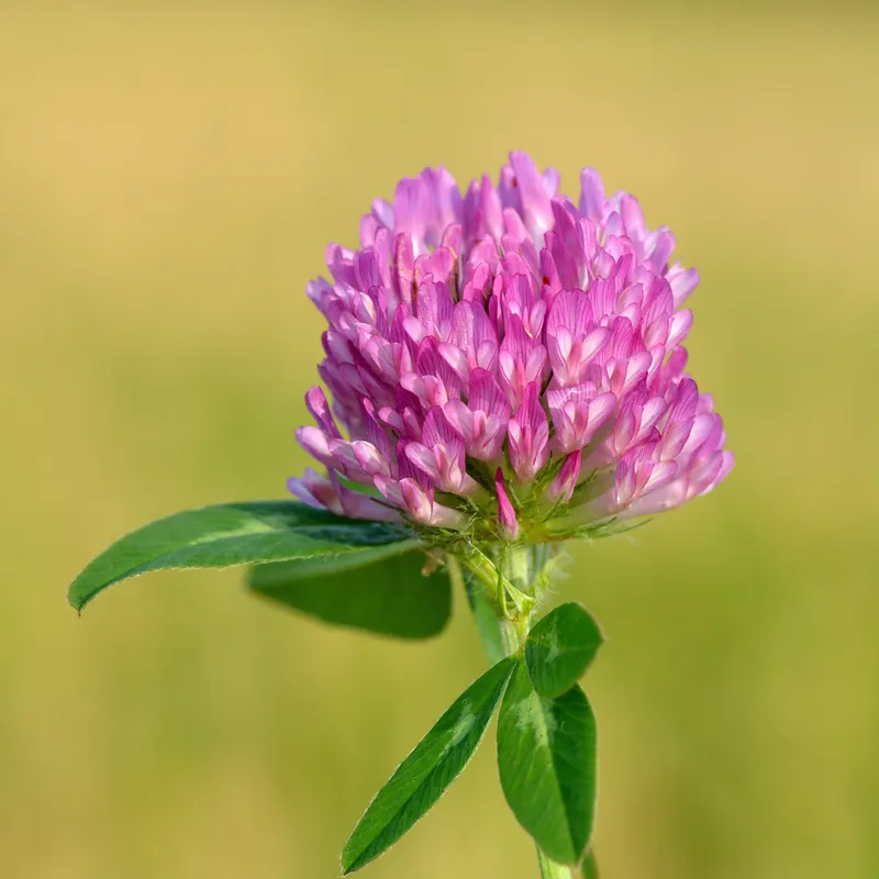 Red Clover