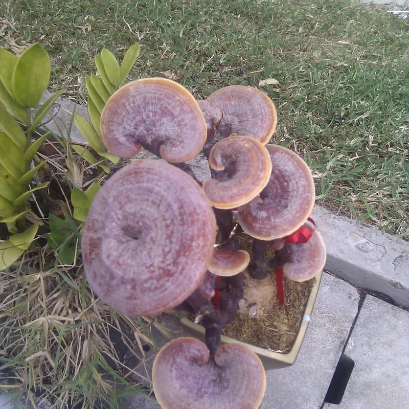 Reishi Mushroom