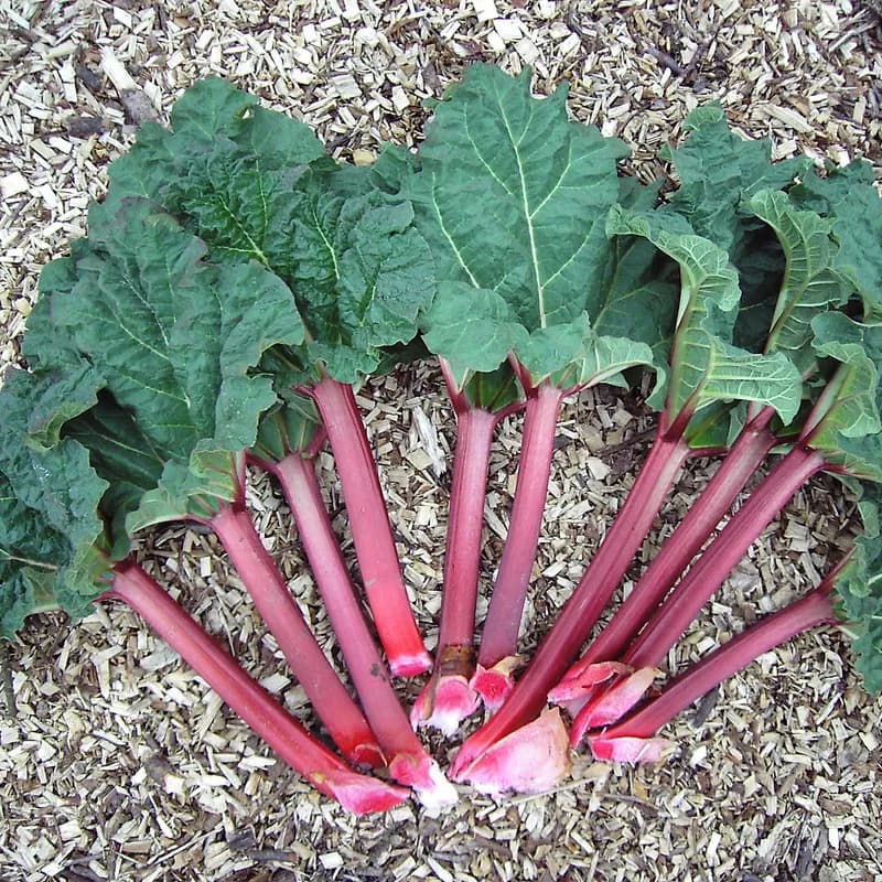 Rhubarb Root