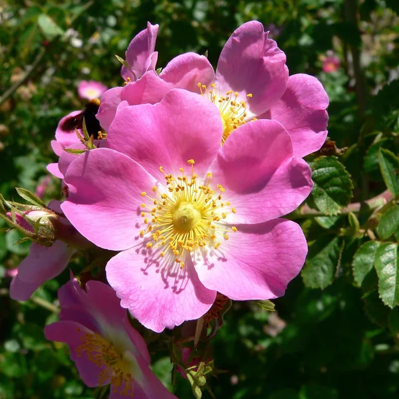 Rosebuds