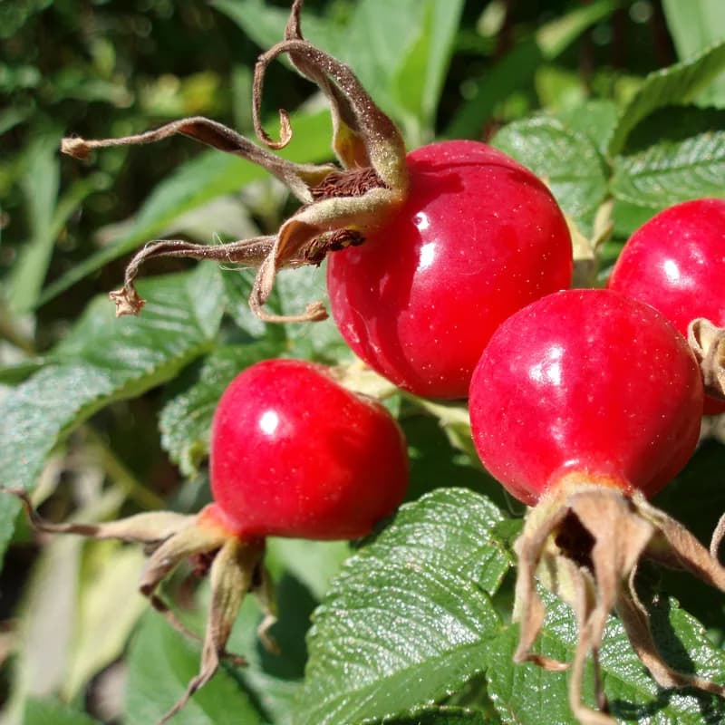 Rosehips
