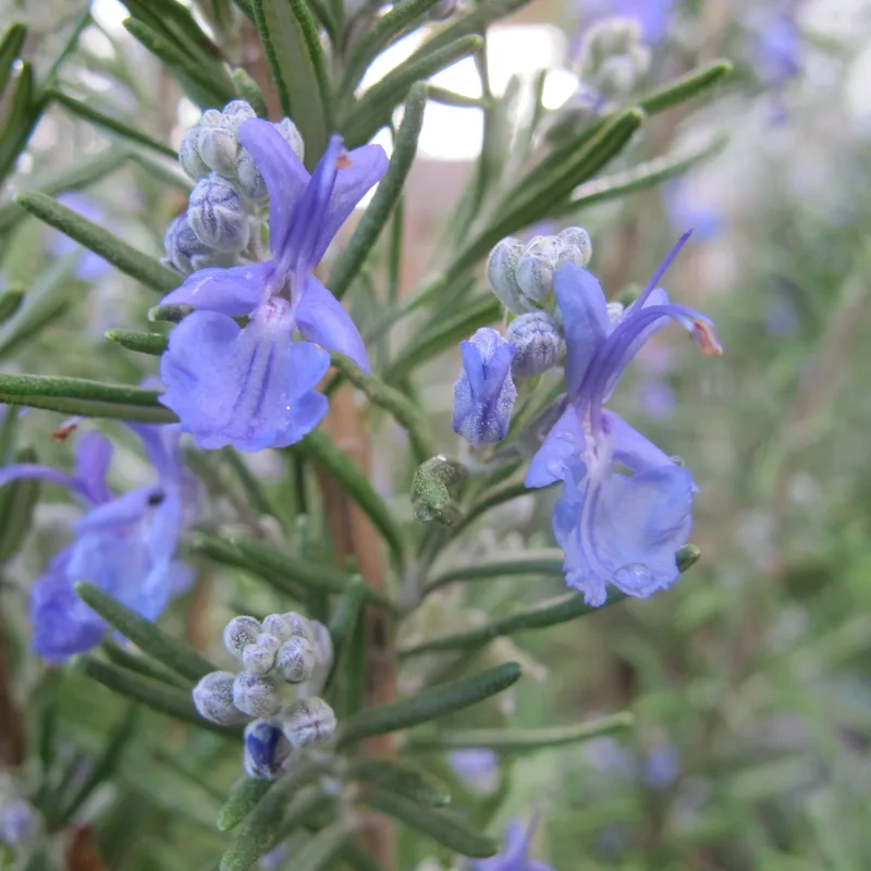 Rosemary Leaf