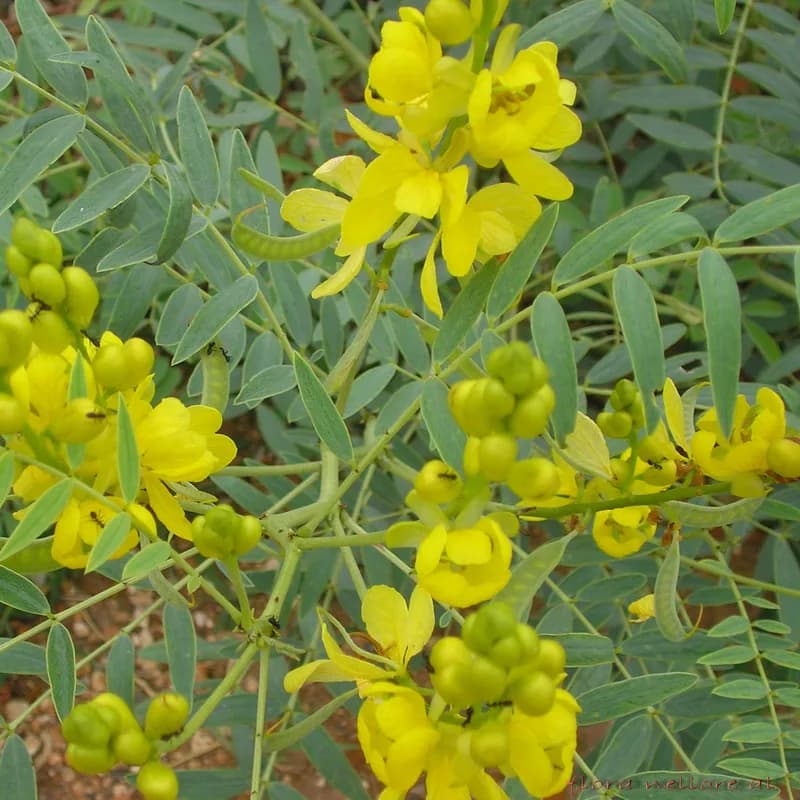 Senna Leaf