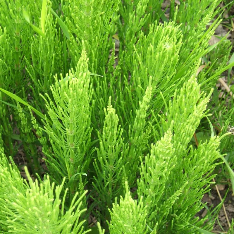 Shavegrass (Horsetail)