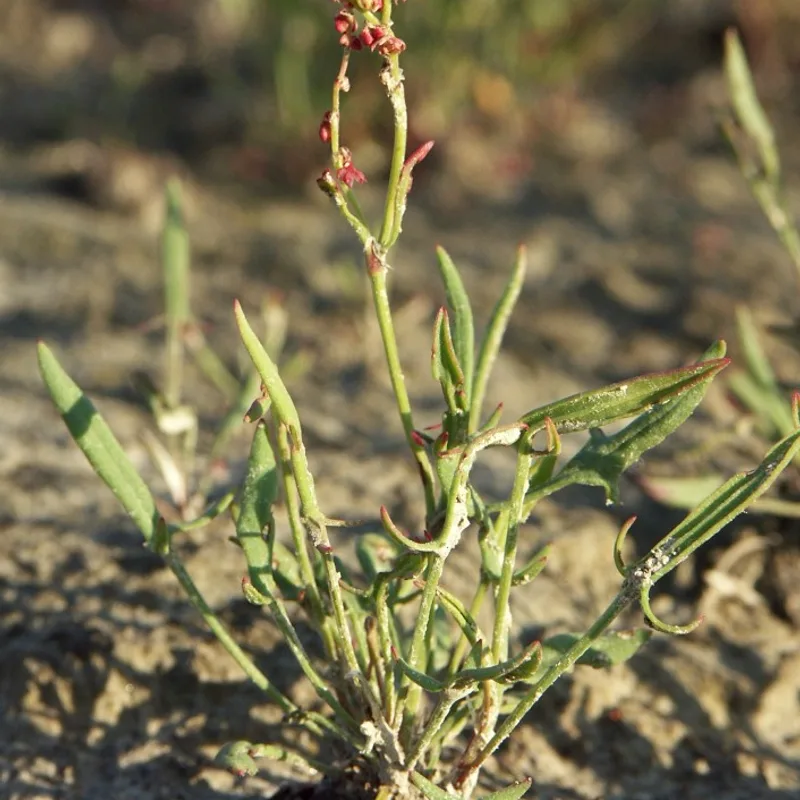 Sheep Sorrel