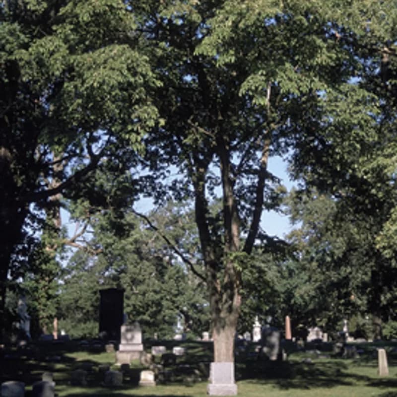 Slippery Elm Bark