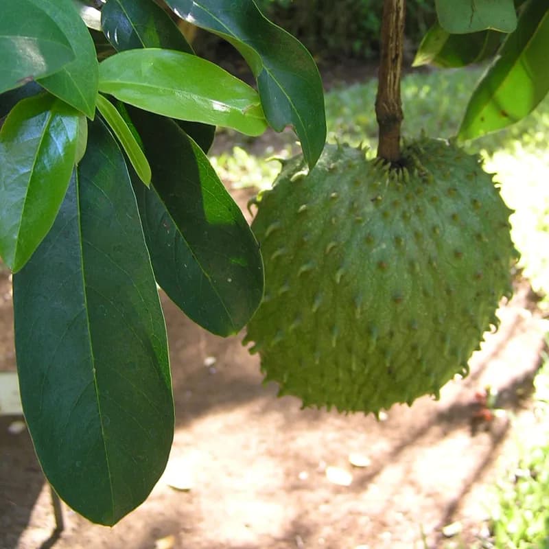Soursop (Graviola) Fruit