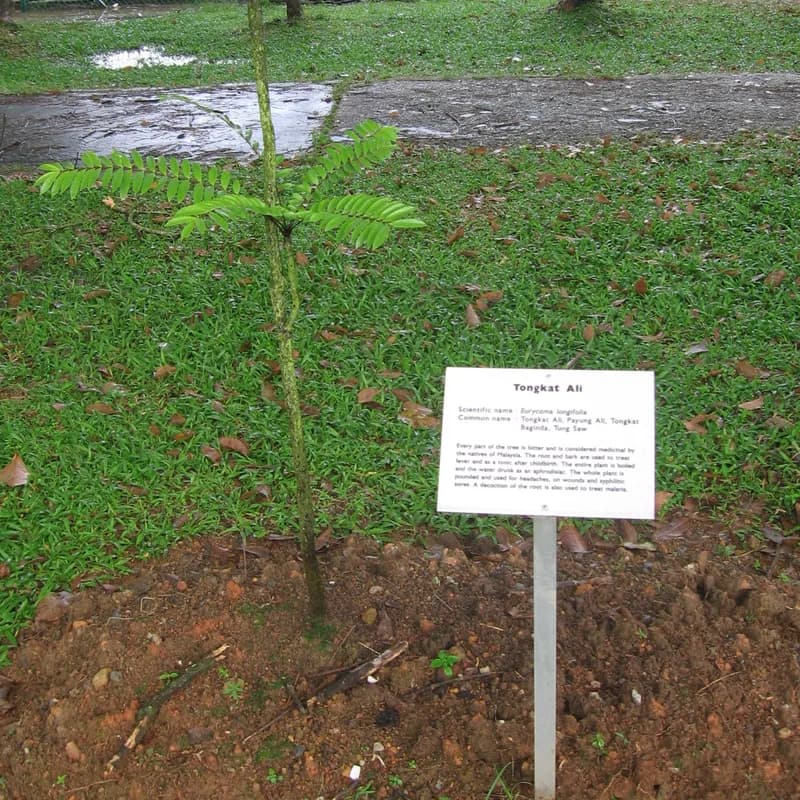 Tongkat Ali