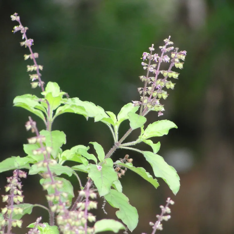 Tulsi (Holy Basil)