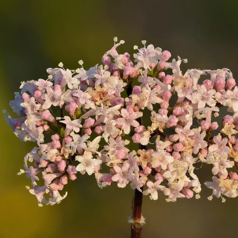 Valerian Root