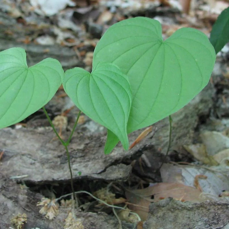Wild Yam Root