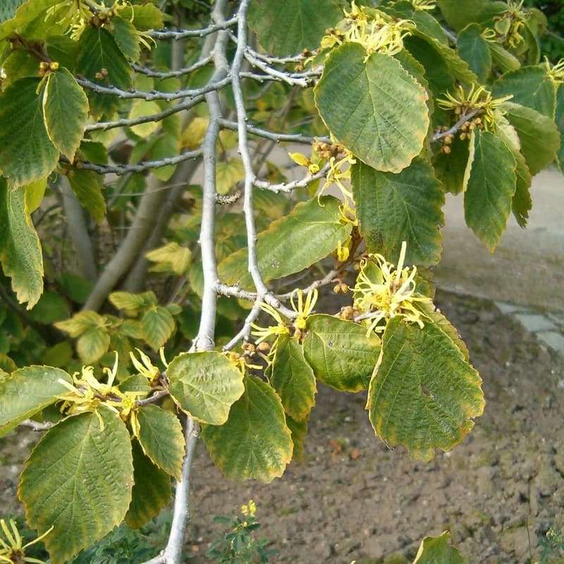 Witch Hazel Leaf