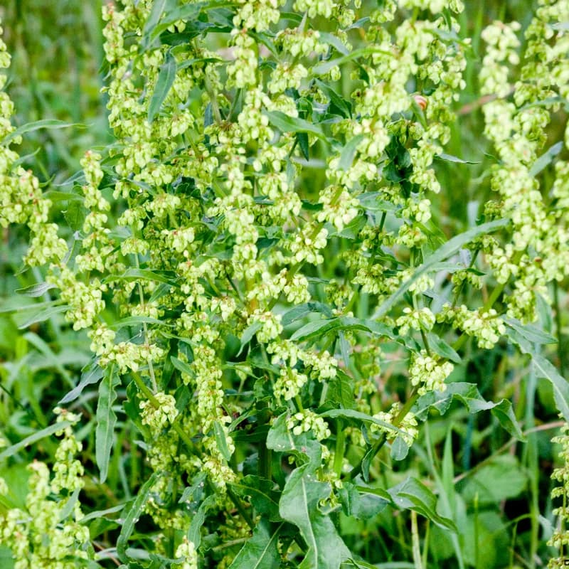 Yellow Dock Root