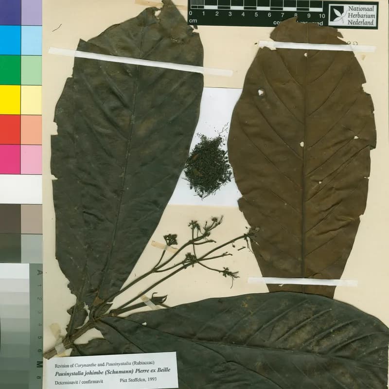 Yohimbe Bark